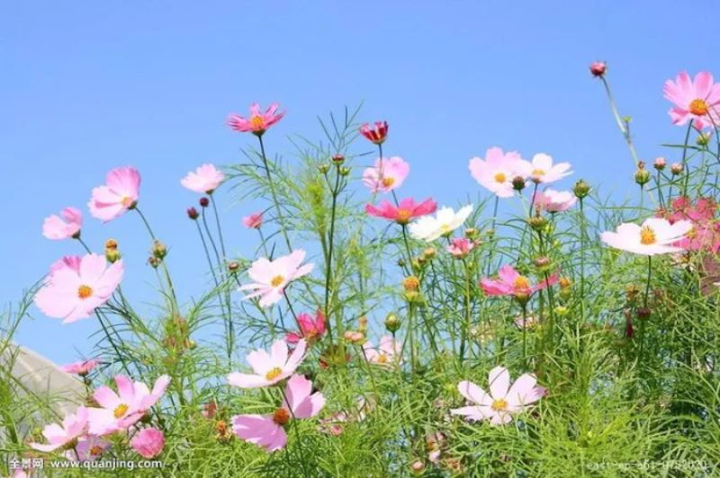 波斯菊的花语 波斯菊的传说「波斯菊的花语是什么」